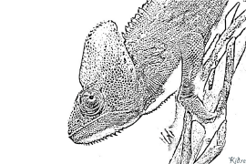 chameleon Coloring Pages To Print